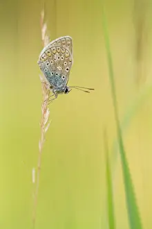 Icarus: Common Blue