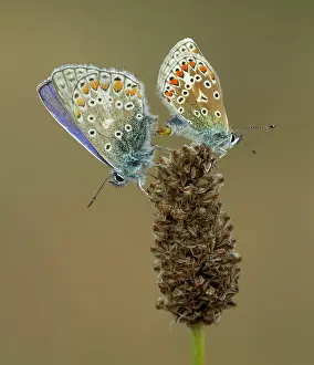 Upperside: Common Blue Butterflies - male and female mating