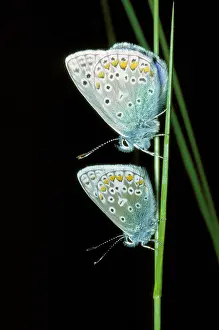 Blues: Common Blue BUTTERFLIES - pair
