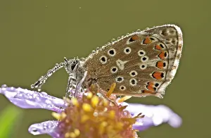 Daisy: Common Blue Butterflies - perched on European Michaelmas