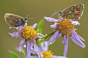 Daisy: Common Blue Butterflies - perched on European Michaelmas