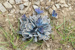 Thirst: Common Blue - many butterflies on wet soil - Germany