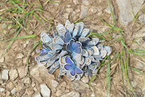 Thirst: Common Blue - many butterflies on wet soil - Germany