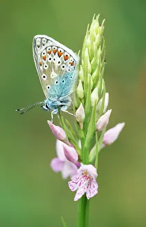 Fuchsii: Common Blue Butterfly - On Common Spotted Orchid