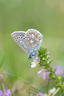Eyebright: Common Blue Butterfly - on Eyebright flower