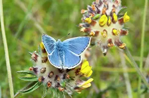 Vetch: Common Blue Butterfly - feeding on kidney vetch