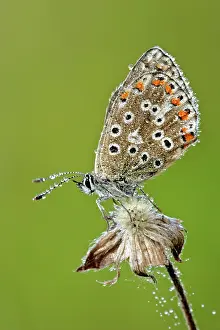 Autum: Common Blue Butterfly - female, covered in dew