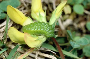 Blues: Common Blue Butterfly - Larvae