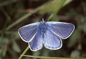 Blues: COMMON BLUE BUTTERFLY- male
