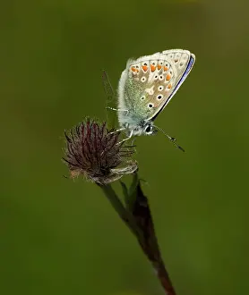 Clover: Common Blue Butterfly - male on clover - in machair - July