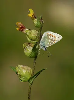 Machair: Common Blue Butterfly - male nectaring on Yellow