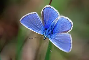 Icarus: Common Blue BUTTERFLY - male resting