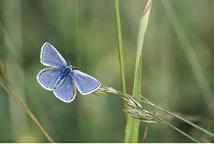 Blues: COMMON BLUE BUTTERFLY - male resting