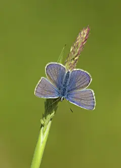 Fringe: Common Blue Butterfly - male resting on grass with