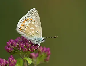 Chiltern: Common Blue Butterfly - male resting on wild flower - July