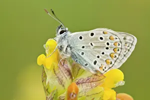 Icarus: Common Blue Butterfly perched on a yellow rattle
