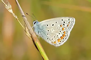 Icarus: Common blue butterfly (Polyommatus icarus), underside