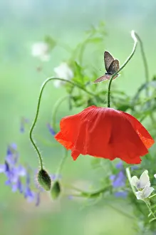 Belguim: Poppy