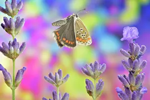 Icarus: Common blue butterfly (Polyommatus icarus), female