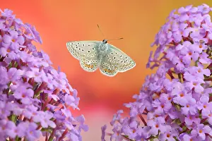 Icarus: Common blue butterfly (Polyommatus icarus), male i