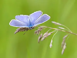 Icarus: Common blue butterfly (Polyommatus icarus), Solms