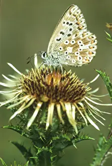 Suck: Common blue butterfly (Polyommatus icarus) sucking