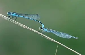 Enallagma: Common blue DAMSELFLIES - male and female mating