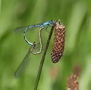 Paired: Common Blue Damselflies male and female paired on