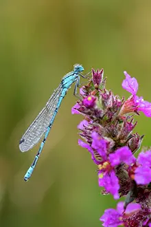 Enallagma: Common Blue Damselfly