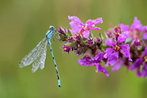 Enallagma: Common Blue Damselfly