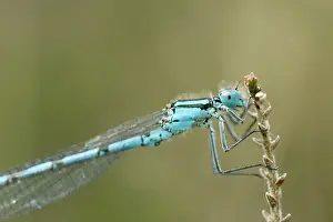 Bluet: Common Blue Damselfly / Bluet / Northern Bluet Spring