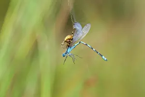 Spiderwebs: Common Blue Damselfly - caught in web by Garden Spider