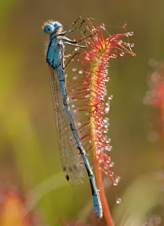 Bob Gibbons: Common blue damselfly / Common Bluet - caught on