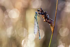 Damselfly: Common Blue Damselfly - in Dew - UK