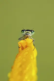 Norfolk: Common blue damselfly (Enallagma cyathigerum) adult