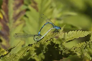 Two Animals: Common blue damselfly (Enallagma cyathigerum) two adult damselflies mating on a plant leaf in summer