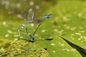 Two Animals: Common blue damselfly (Enallagma cyathigerum) two adult damselflies mating on a water lily leaf on a pond in summer