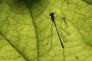 Silhouettes: Common blue damselfly (Enallagma cyathigerum) silhouette of an adult insect resting on a plant leaf in summer