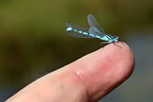 Enallagma: Common Blue Damselfly male on finger - UK (Enallagma