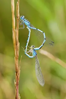 Enallagma: Common Blue Damselfly pair mating on a dry grass