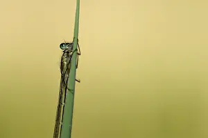 Bluet: Common Blue (Enallagma cyathigerum)
