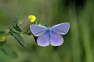 Trefoil: Common Blue - feeding on Hop Trefoil (Trifolium campestre)