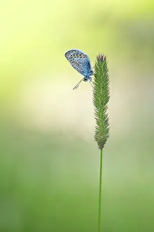 Icarus: Common Blue on grass in summer, PNR Queyras, France