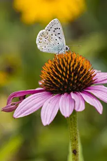 Icarus: Common Blue - male butterfly feeding on Rudbekia