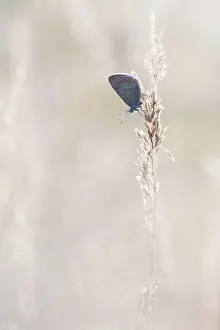 Icarus: Grass
