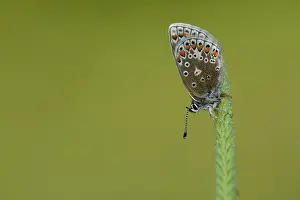 Icarus: common blue (Polyommatus icarus)