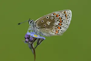 Icarus: common blue (Polyommatus icarus)
