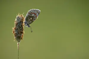 Icarus: common blue (Polyommatus icarus)