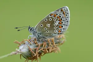 Icarus: Common Blue (Polyommatus icarus)