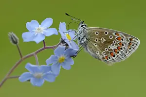 Icarus: Common Blue (Polyommatus icarus)